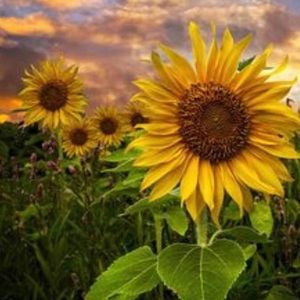 Meet your Posher, Ginny